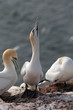 Basstölpel (Morus bassanus)