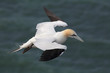 Basstölpel (Morus bassanus)
