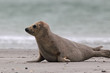 Kegelrobbe (Halichoerus grypus)