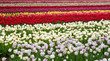 stripes of colorful fields with tulips stripes of colorful fields with tulips