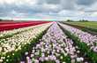 colorful fields with tulips colorful fields with tulips