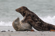 Kegelrobben (Halichoerus grypus)