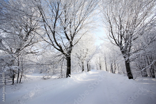 Photo: Strada invernale innevata alberi ghiaccio Strada invernale innevata alberi ghiaccio