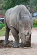 Rhino