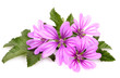a beautiful lavatera flowers ( growing wild mallow)