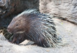 Porcupine