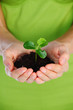 Plant in the girl hands Plant in the girl hands