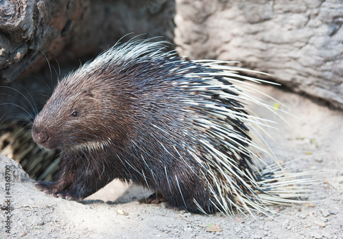 Photo: Porcupine Porcupine