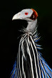 Geierperlhuhn