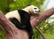 Sleeping giant panda baby Sleeping giant panda baby