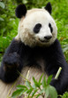 Giant panda eating bamboo Giant panda eating bamboo