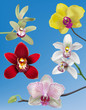 A Collection of Five Orchid Vectors -