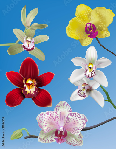 Vector: A Collection of Five Orchid Vectors - A Collection of Five Orchid Vectors -