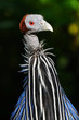 Vulturine Guineafowl
