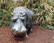 Hippopotame. Hippopotame.