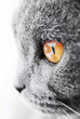 British blue cat detail