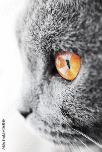 Photo: British blue cat detail British blue cat detail