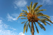 Palme in der Sonne