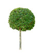 Bay tree