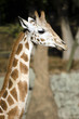 Wildlife and Animals - Giraffe Wildlife and Animals - Giraffe