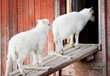 Two lambs going inside Two lambs going inside