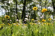 Naturwiese mit Löwenzahnblüten Naturwiese mit Löwenzahnblüten