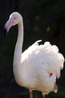 Wildlife and Animals - Flamingo Wildlife and Animals - Flamingo