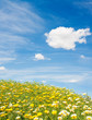 field of wild flowers field of wild flowers