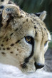 Wildlife and Animals - Cheetah Wildlife and Animals - Cheetah