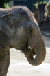 Wildlife and Animals - Elephant Wildlife and Animals - Elephant