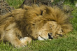 Wildlife and Animals - Lions Wildlife and Animals - Lions
