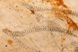 Tire tracks on concrete surface with rusty stains