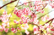 Sakura tree branch
