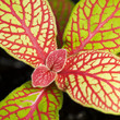 Fittonia verschaffeltii