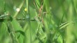 The spider of the genus Dolomedes hid in the foliage