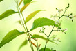 Foto: Neem leaves-Azadirachta indica Neem leaves-Azadirachta indica
