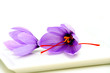 Saffron Flowers