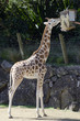 Wildlife and Animals - Giraffe