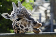 Wildlife and Animals - Giraffe Wildlife and Animals - Giraffe