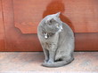 Graue Katze vor Haustüre