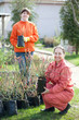 gardeners with roses sprouts in pots gardeners with roses sprouts in pots
