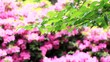 The fresh green and azalea