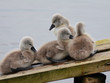 Family of Cygnets huddled together