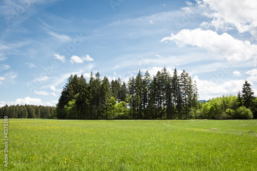 Photo: Forest and blue sky Forest and blue sky