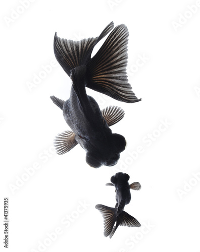 Photo: goldfish mother and child concept isolated on white background goldfish mother and child concept isolated on white background