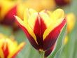 Rot-Gelbe Tulpe