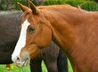 Pferd auf der Weide
