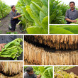 Production of tobacco, split screen