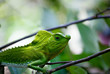 Chameleon