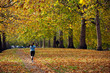 Jogger in park during Autumn